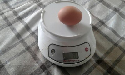 uovo Nelle 79 gr.jpg (77.43 KiB) Osservato 541 volte uovo Nelle 79 gr.jpg