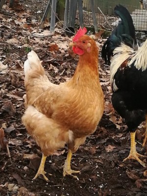 La gallina non credo proprio che sia una classica ovaiola, visto che è piu piccola e piu chiara / IMG_20180208_164226.jpg IMG_20180208_164226.jpg