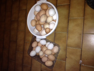 queste sono il raccolto di ieri e oggi / IMG_2150 (1).JPG IMG_2150 (1).JPG