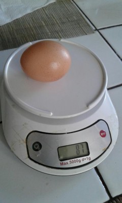 uovo Nelle 87 gr.jpg (48.22 KiB) Osservato 549 volte uovo Nelle 87 gr.jpg