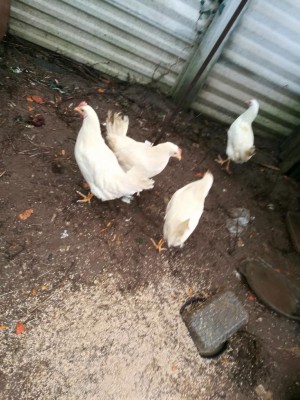 IMG_20180318_120952.jpg (126.74 KiB) Osservato 494 volte IMG_20180318_120952.jpg