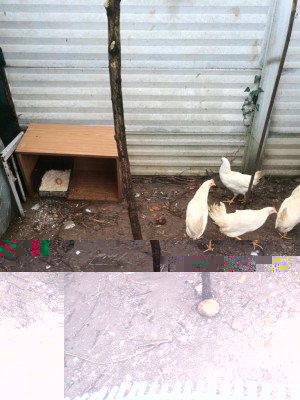 IMG_20180318_120956.jpg (131.28 KiB) Osservato 494 volte IMG_20180318_120956.jpg