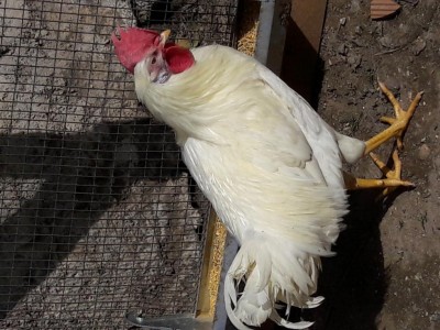 20180331_104929.jpg (126.41 KiB) Osservato 968 volte 20180331_104929.jpg