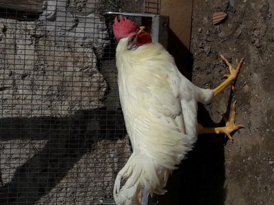 20180331_104916.jpg (124.37 KiB) Osservato 968 volte 20180331_104916.jpg