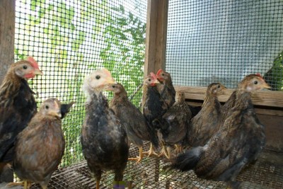 2012: Arrivo soggetti Livorno in tipo di AlpiApuane (rinnovo ringraziamento) / DSC05804_1024x685.JPG DSC05804_1024x685.JPG