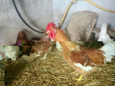 IMG_20180410_153758.jpg (111.96 KiB) Osservato 685 volte IMG_20180410_153758.jpg