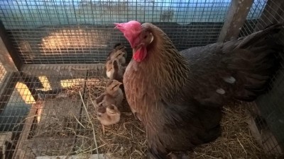 WhatsApp Image 2018-04-23 at 09.58.03.jpeg (97.75 KiB) Osservato 756 volte WhatsApp Image 2018-04-23 at 09.58.03.jpeg