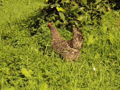 Presenta il colore la taglia è Anche la cresta a coppa della siciliana. / foto_s10.jpg foto_s10.jpg