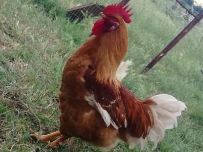 IMG_20180518_170349.jpg (122.19 KiB) Osservato 628 volte IMG_20180518_170349.jpg