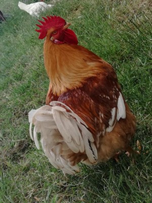 IMG_20180518_170324.jpg (163.32 KiB) Osservato 628 volte IMG_20180518_170324.jpg