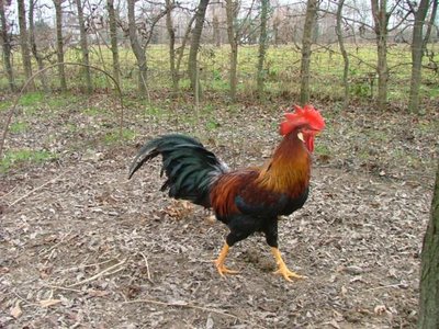 Galletto leghorn. Giusto? / DSCF9501_563x422.jpg DSCF9501_563x422.jpg