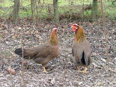 Galline vecchie leghorn x livorno / DSCF9498_563x422.jpg DSCF9498_563x422.jpg