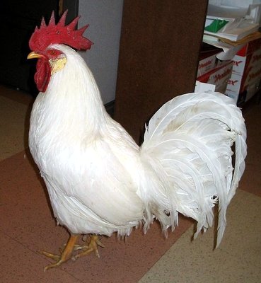 maschio di leghorn. nota lo stacco netto coda tronco e la coda rialzata, quasi a scoiattolo. / leghorn2.jpg leghorn2.jpg