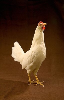 femmina di leghorn. nota la corporatura snella e la coda rialzata. / leghorn.jpg leghorn.jpg