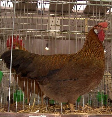 femmina di italiener. coproratura più pesante, dorso lungo, tarsi bassi, coda orizzontale e semichiusa. / italiener.jpg italiener.jpg