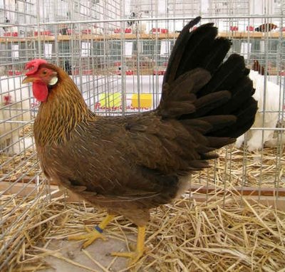 femmina di livorno. più snella, coda circa a 45° col dorso, mantenuta aperta. / livorno.jpg livorno.jpg