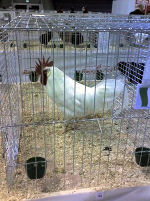 maschio di livorno. nota lo stacco coda-dorso meno marcato del leghorn, profilo più dolce, portamento più verticale dell'italiener. / livornese 2.jpg livornese 2.jpg