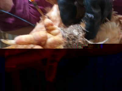 foto della gallina / 20180611_180919.jpg 20180611_180919.jpg