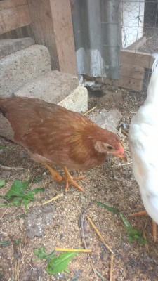gallinella ...fulva ? / WP_20180623_13_13_50_Pro.jpg WP_20180623_13_13_50_Pro.jpg