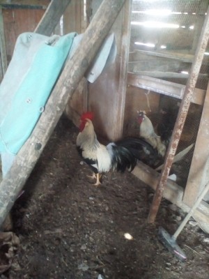 IMG_20180702_104006.jpg (187.31 KiB) Osservato 640 volte IMG_20180702_104006.jpg