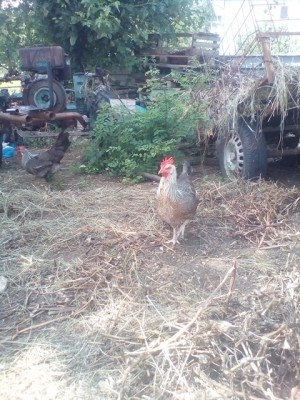 IMG_20180702_104121.jpg (267.16 KiB) Osservato 640 volte IMG_20180702_104121.jpg