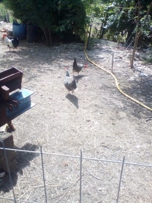 IMG_20180702_104154.jpg (265.3 KiB) Osservato 639 volte IMG_20180702_104154.jpg