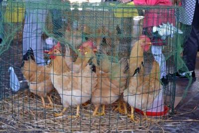 galline_bionda_piemontese1.jpg (203.35 KiB) Osservato 802 volte galline_bionda_piemontese1.jpg
