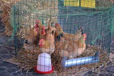 galline_bionda_piemontese2.jpg (206.71 KiB) Osservato 780 volte galline_bionda_piemontese2.jpg