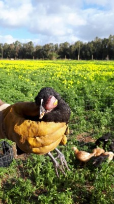 IMG-20181212-WA0003.jpg (98.2 KiB) Osservato 782 volte IMG-20181212-WA0003.jpg