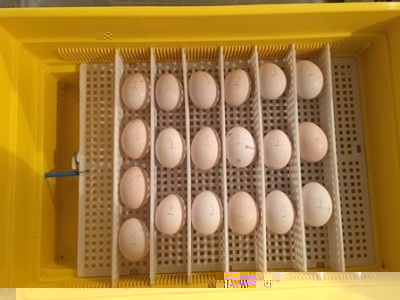 IMG_6616.JPG (57.1 KiB) Osservato 1497 volte IMG_6616.JPG