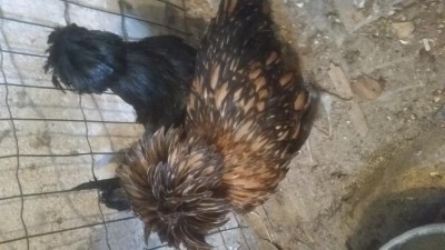 L'oro in primo piano, maschio o femmina? Grazie / 20190119_114135.jpg 20190119_114135.jpg