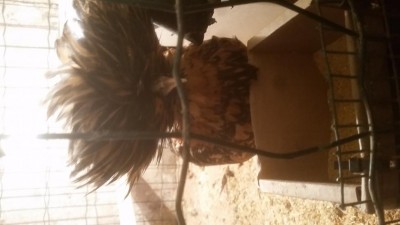 20190123_141916.jpg (44.64 KiB) Osservato 777 volte 20190123_141916.jpg