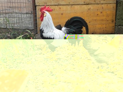 preferita 1.JPG (174.34 KiB) Osservato 746 volte preferita 1.JPG