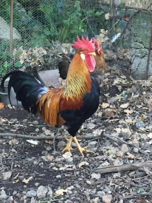 collo oro 1.JPG (177.09 KiB) Osservato 779 volte collo oro 1.JPG