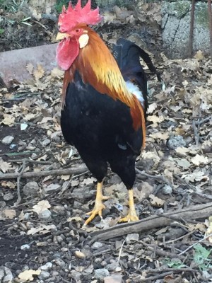 collo oro petto.JPG (149.96 KiB) Osservato 762 volte collo oro petto.JPG