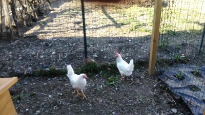 galline.jpg (105.6 KiB) Osservato 737 volte galline.jpg