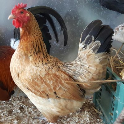 20190602_121758.jpg (129.15 KiB) Osservato 770 volte 20190602_121758.jpg