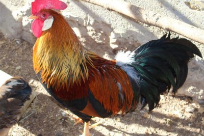 IMG-20180324-WA0003.jpg (106.41 KiB) Osservato 821 volte IMG-20180324-WA0003.jpg