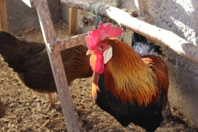 Purtroppo non ho altre foto / IMG-20180324-WA0002.jpg IMG-20180324-WA0002.jpg