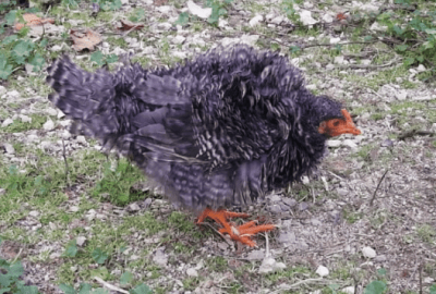 Capture+_2020-12-15-09-18-58-min (1).png (134.56 KiB) Osservato 697 volte Capture+_2020-12-15-09-18-58-min (1).png