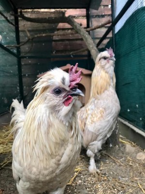 Foto galli / IMG-20210107-WA0008.jpg IMG-20210107-WA0008.jpg