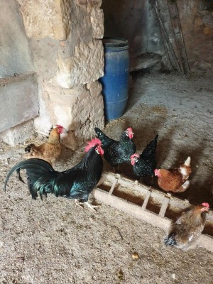 20210306_114358-min.jpg (181.47 KiB) Osservato 673 volte 20210306_114358-min.jpg