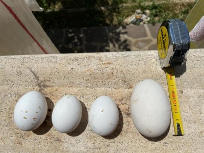 uova_super / uova_gigante.jpeg uova_gigante.jpeg