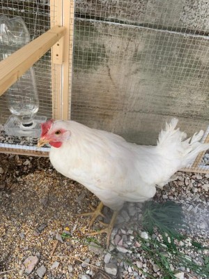 WhatsApp Image 2021-07-02 at 10.08.59.jpeg (157.92 KiB) Osservato 2080 volte WhatsApp Image 2021-07-02 at 10.08.59.jpeg