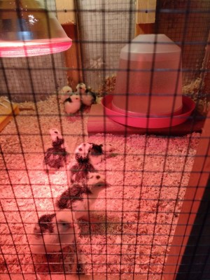 IMG20230416100907.jpg (125.22 KiB) Osservato 1509 volte IMG20230416100907.jpg