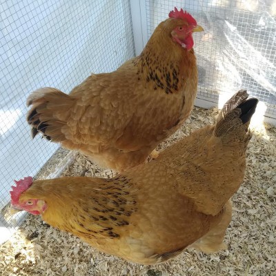 0.jpg (332.55 KiB) Osservato 1528 volte 0.jpg