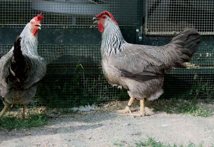 Italiana Argentata.jpg Italiana Argentata.jpg