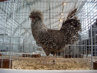Padovana sparviero M.JPG (418.8 KiB) Osservato 2088 volte Padovana sparviero M.JPG