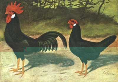 Edhwarze_Italiener.jpg (39.26 KiB) Osservato 2443 volte Edhwarze_Italiener.jpg