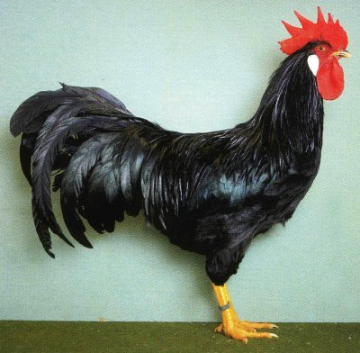 italiana_nera_gallo.jpg italiana_nera_gallo.jpg